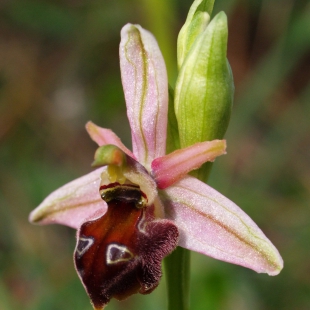 Ophrys argolica ssp elegans